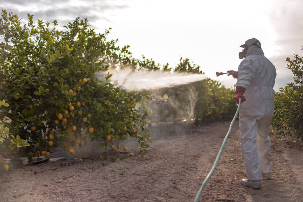 Best Exterminator Services  in Winnemucca, NV