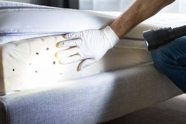 Best Termite Control Services  in Winnemucca, NV
