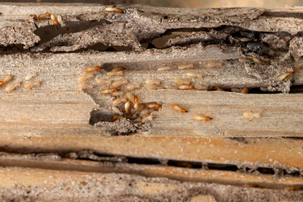 Best Affordable Pest Control Services  in Winnemucca, NV